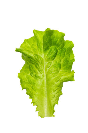 Vibrant Fresh Green Lettuce Leaf Isolated on White Background for Healthy Eating Conceptsの写真素材