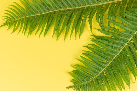 Vibrant Green Fern Leaves on a Bold Yellow Background for Nature and Design Inspiration