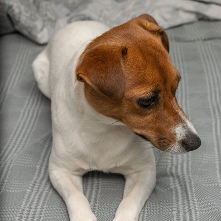 Curious Jack Russell Terrier Relaxing on Gray Patterned Couch in Cozy Home Settingの写真素材