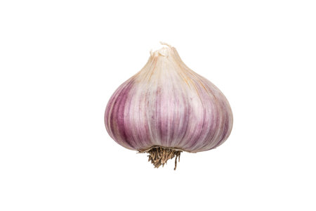 Isolated Purple Garlic Bulb on White Background for Culinary and Health Usesの写真素材