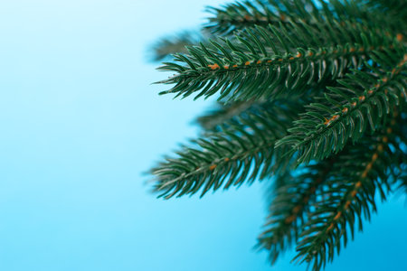 Vibrant Evergreen Pine Branch Against Clear Blue Sky Backgroundの写真素材
