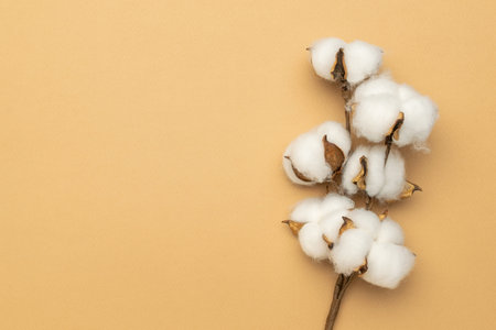 Minimalist Cotton Branch on Beige Background Showcasing Natural Textures and Earthy Tones in Modern Design Trendsの写真素材