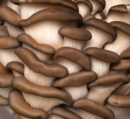 Macro Close-up of Fresh Brown Oyster Mushrooms with Detailed Gills and Textured Caps for Culinary and Natural Foods Useの写真素材