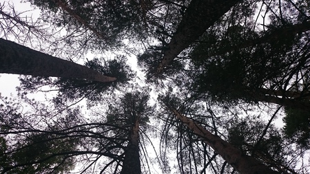 Sunlight Through Green Tree Crown sky and blue
