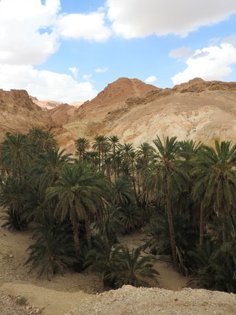 Mountain oasis of Chebika with palm trees in sandy Sahara desert, blue sky, Tunisia, Africaの写真素材
