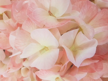 Floral background in different colors - out-of-focus backgroundの写真素材
