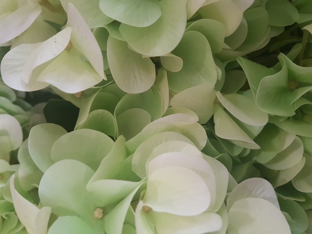 Beautiful background of a bouquet of mixed white, pink and different colors, close-upの写真素材