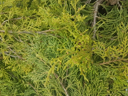 Spruce brunch close-up. Surface focus. Fluffy green pine brunch close-up. Christmas Wallpaper...