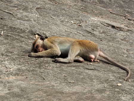 The monkey is enjoying a day in the caves of Dambulla in Sri Lanka.