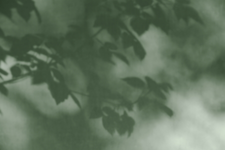 The shadow of the leaves on the wall.Abstract background.の写真素材