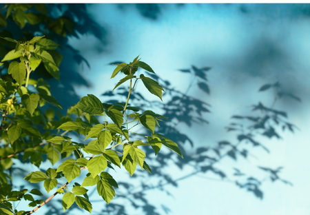 Green foliage on a background of blue wall.