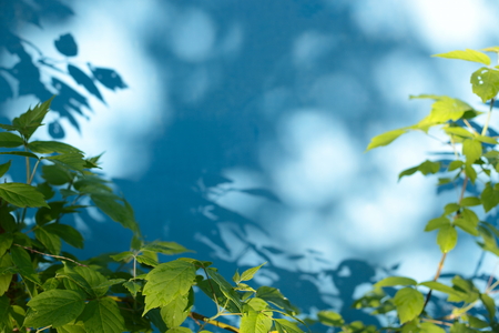 Green foliage on a background of blue wall.