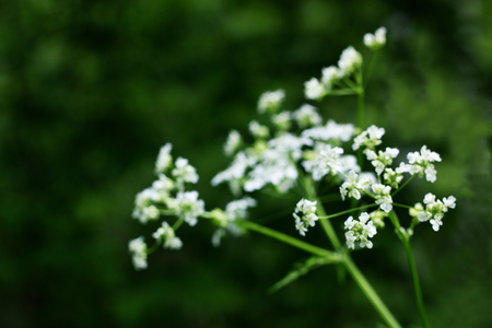 Green grass .Shallow depth jf field.の写真素材