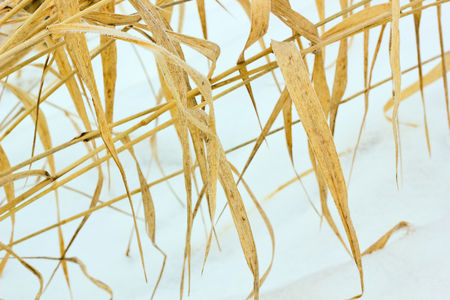 Dry stalks of grass on a background of snow.の写真素材