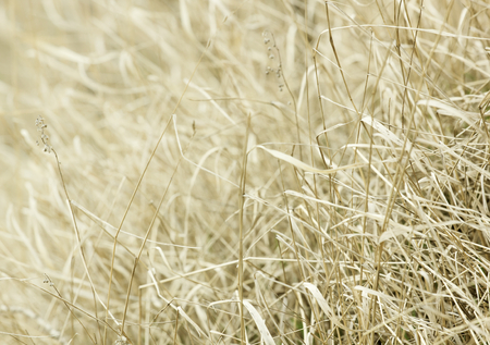 Dry grass.Tinted image.の写真素材