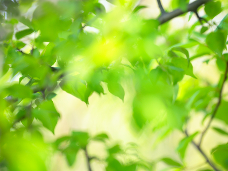 Green foliage of trees.Diffuse image.