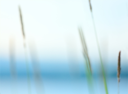 Stalks of grass on a background of the river landscape.Blur image.の写真素材