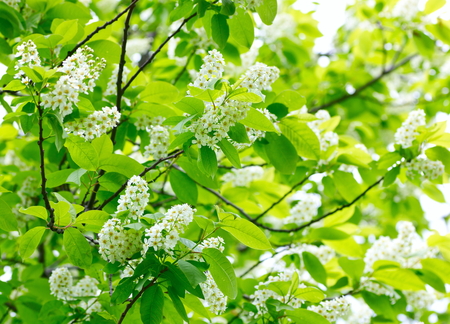The branches of a flowering lilac.