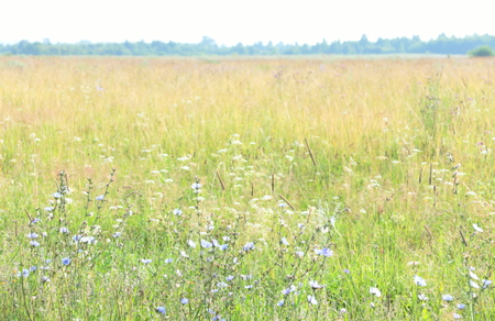 Summer meadow early morning.Diffuse image.の写真素材
