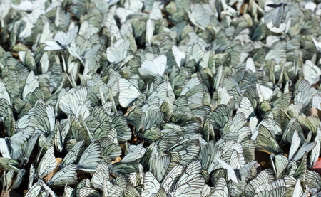 A lot of white butterflies.View from above.Natural background.の写真素材