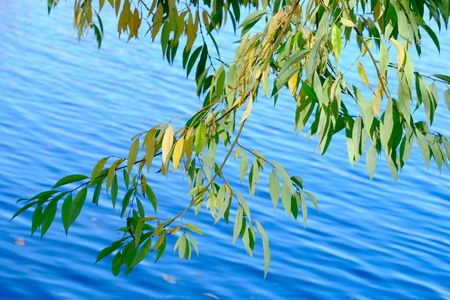 Branches of willow hanging over the water.Autumn.の写真素材