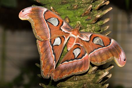 insect 001 butterfly.の写真素材