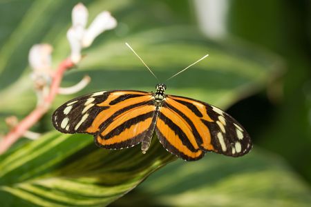 insect 008 butterfly.の写真素材