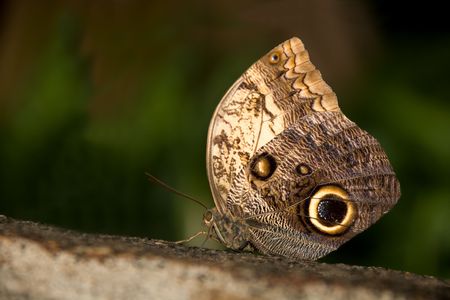 insect 011 butterfly.の写真素材