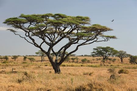 africa landscape 027 serengeti.の写真素材