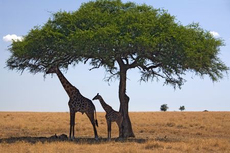 animals 049 giraffe under treeの写真素材