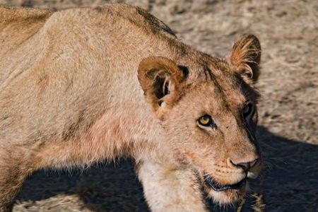 animals 034 lion.の写真素材