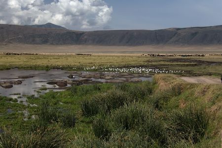 animals 080 hipposの写真素材