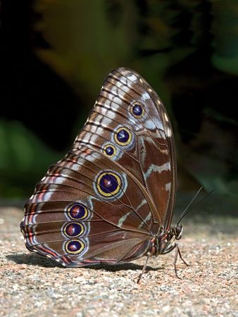 butterfly on stone. conservatory niagara falls