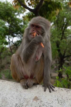 Monkey eating ice cream in nepalの写真素材