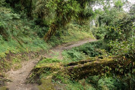 Nepal, Annapurna. Mardi Himal trek. tropical forestの写真素材