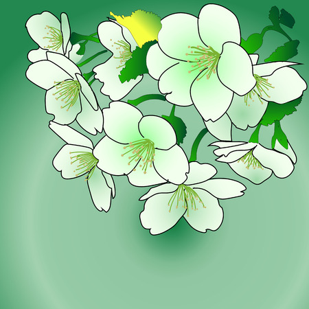 Vector illustration of white and green flowers.のイラスト素材