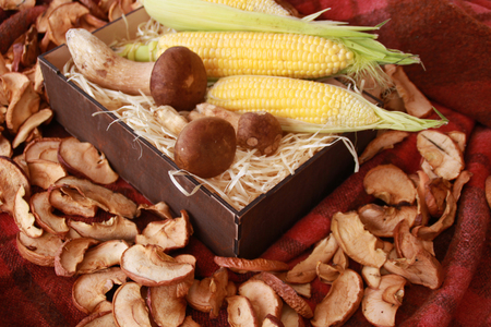 Fall composition for thanksgiving day with corn,apple,mushrooms and pumpkinの写真素材