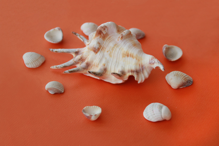 Photo of  sea shells on orange backgroundの写真素材