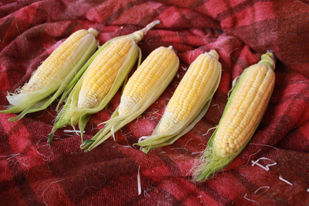 Photo of yellow corn on tableの写真素材