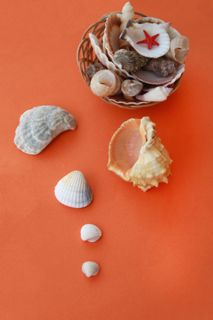 Photo of  sea shells on orange backgroundの写真素材