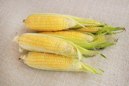 Photo of yellow corn on tableの写真素材