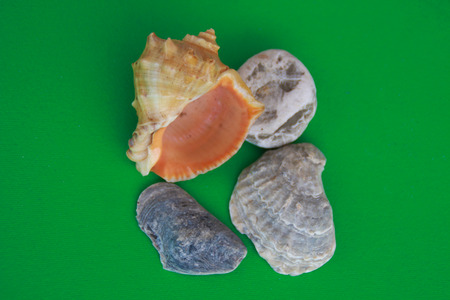 Photo of  sea shells on green background.の写真素材