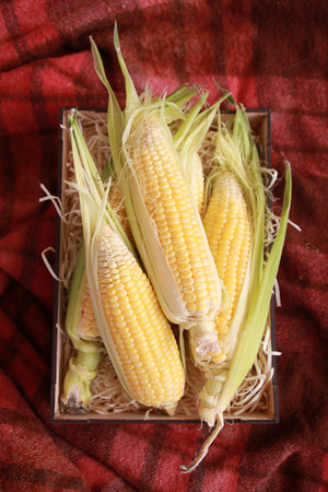 Photo of yellow corn on table.の写真素材