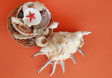 Photo of  sea shells on orange background.の写真素材