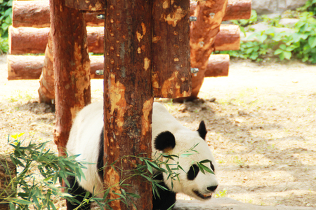 Photo of chinese panda in Beijing.の写真素材