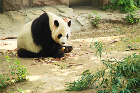 Photo of chinese panda in Beijing.の写真素材