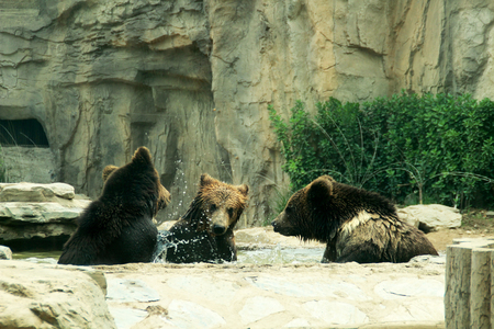 Photo of three brown bear game.の写真素材