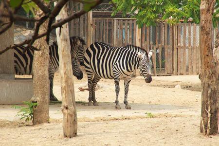 Photo of three zebras.の写真素材