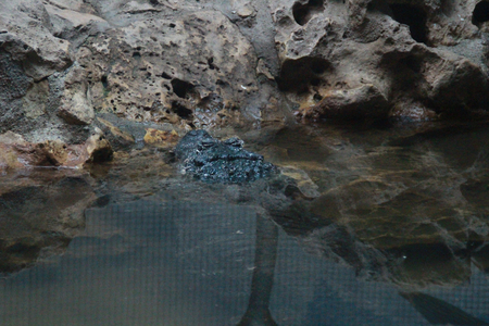 Photo of american alligator.の写真素材