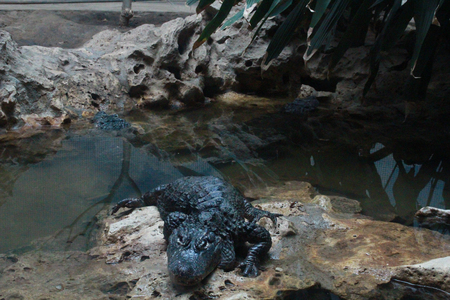 Photo of american alligator.の写真素材